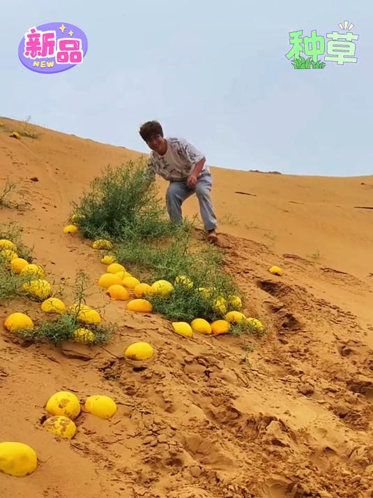 戈壁滩种瓜太苦了!顶着风沙种的黄河蜜瓜甜到齁却堆在地头没人要