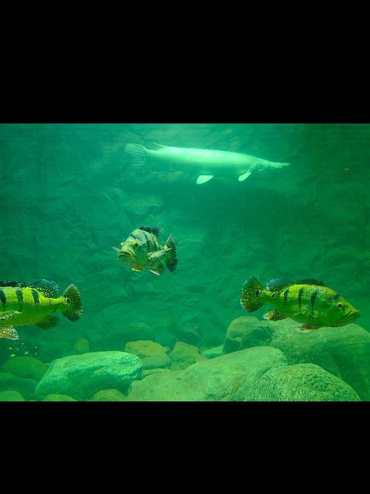 巴西亚鱼开始登场 后面还有谁能加入猛鱼池