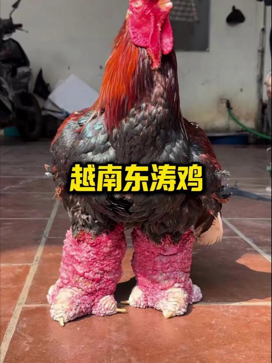 越南东涛鸡的爪子和人类手臂一样粗,一对售价1774元