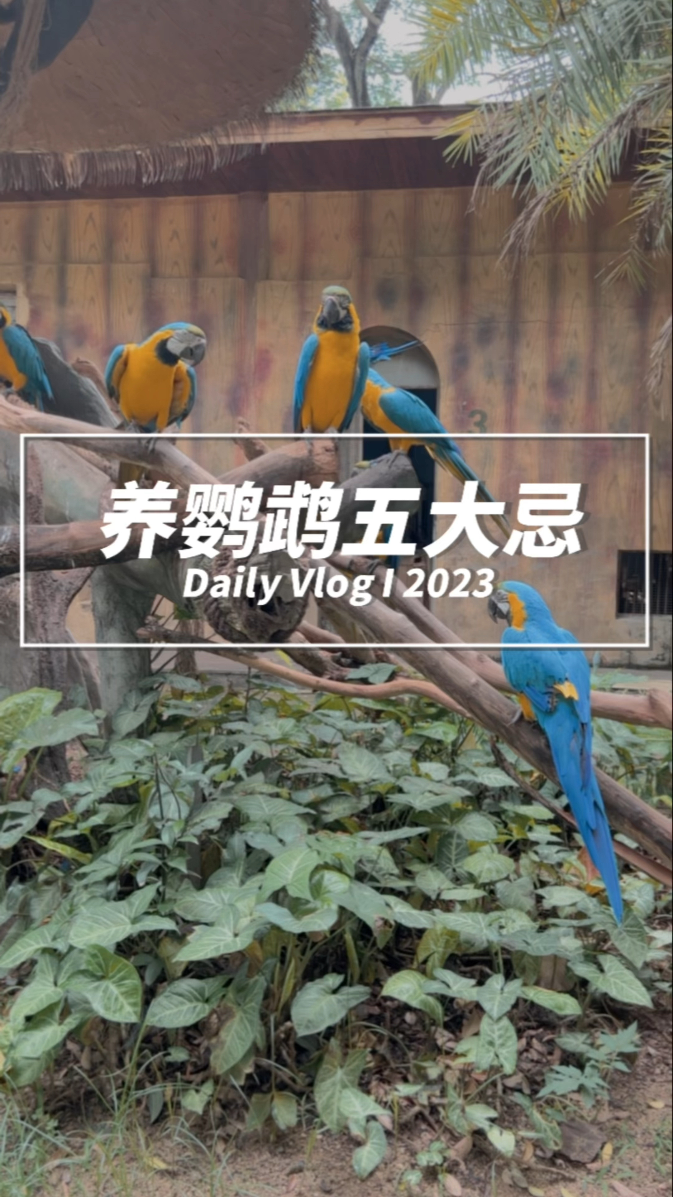老师傅养鹦鹉总结出来的五大忌