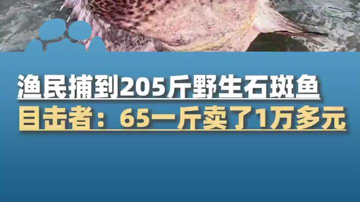 渔民捕到205斤超大野生石斑鱼,目击者:65一斤卖了1万多元