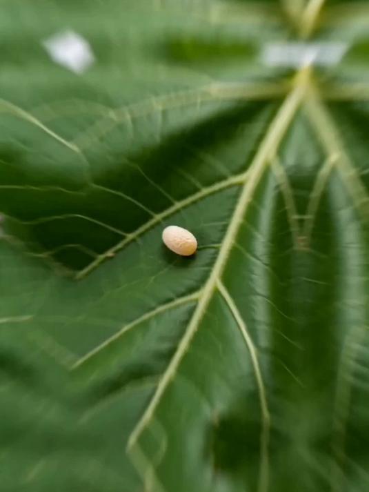 教科版科学三年级下册 动物的一生 3 迎接蚕宝宝的到来
