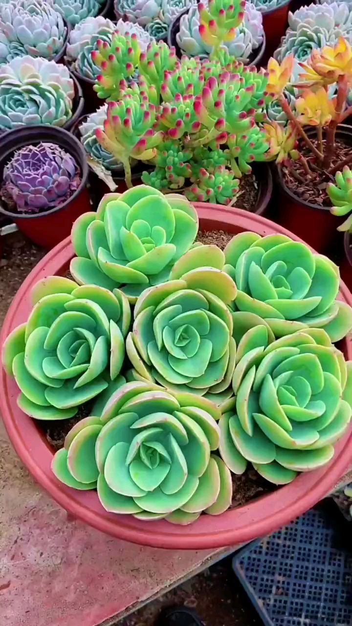 碧桃多肉的3种繁殖方法