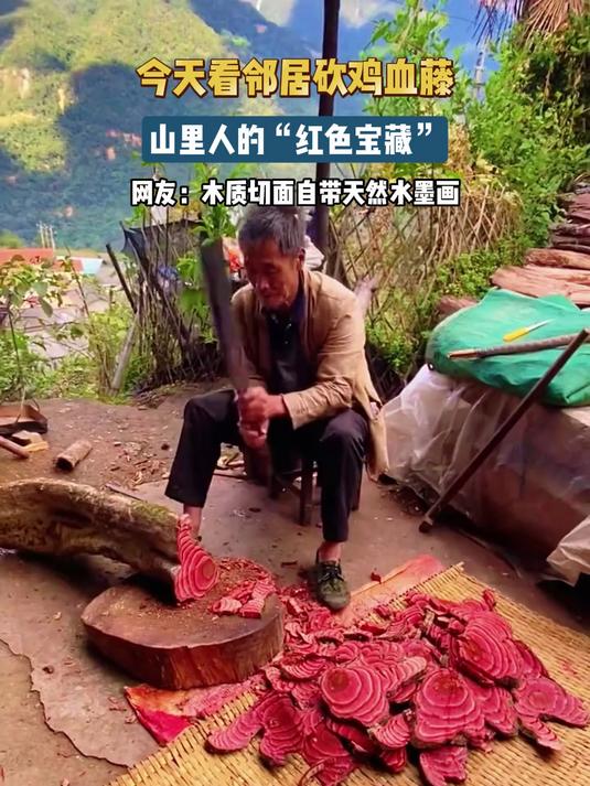 今天看邻居砍鸡血藤,山里人的“红色宝藏”