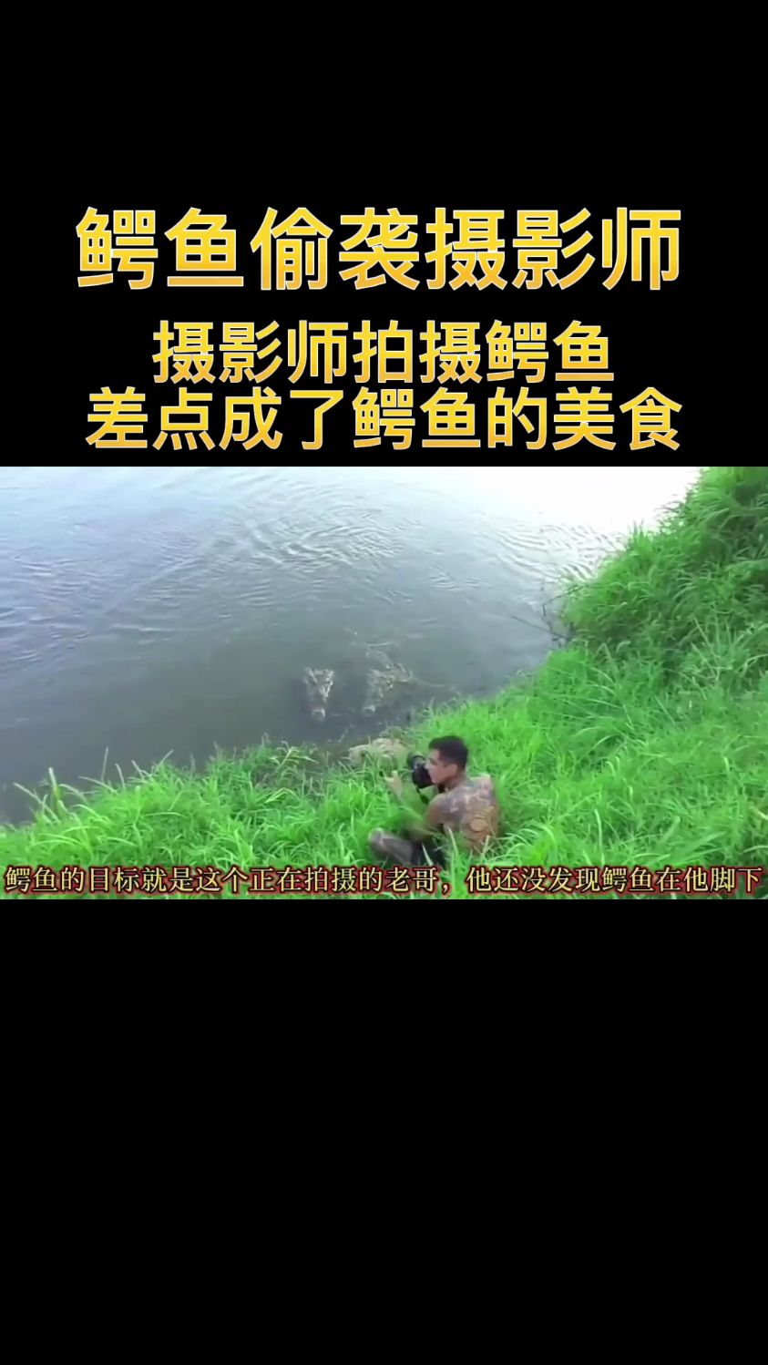 摄影师拍摄鳄鱼,差点成了鳄鱼的美食