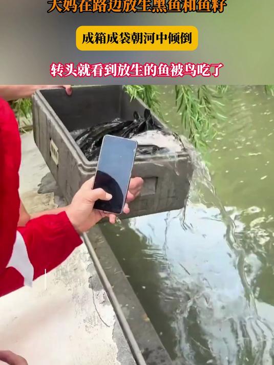 大妈在路边放生黑鱼和鱼籽，成箱成袋朝河中倾倒，转头就看到放生的鱼被鸟吃了