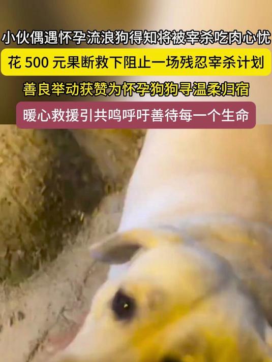 小伙偶遇怀孕流浪狗,得知将被宰杀吃肉心忧为怀孕狗狗寻温柔归宿