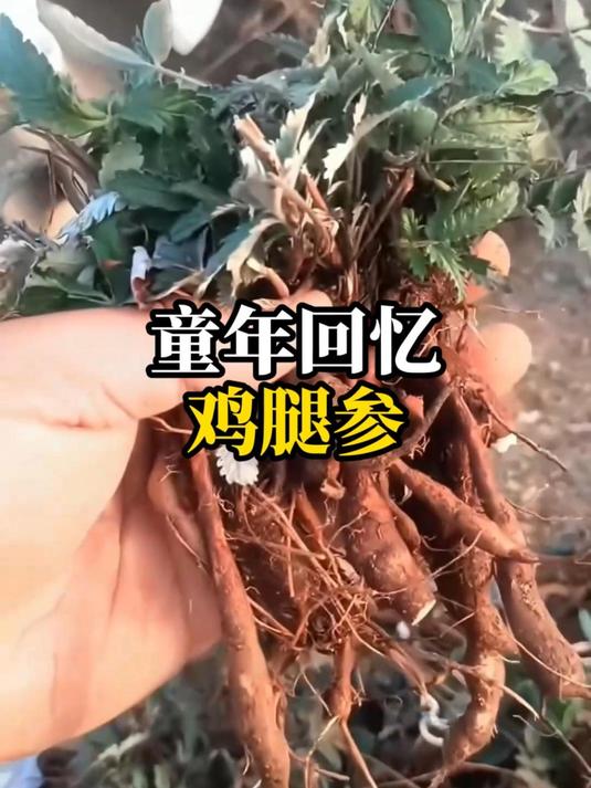 童年回忆鸡腿参2:你小时候吃过吗?