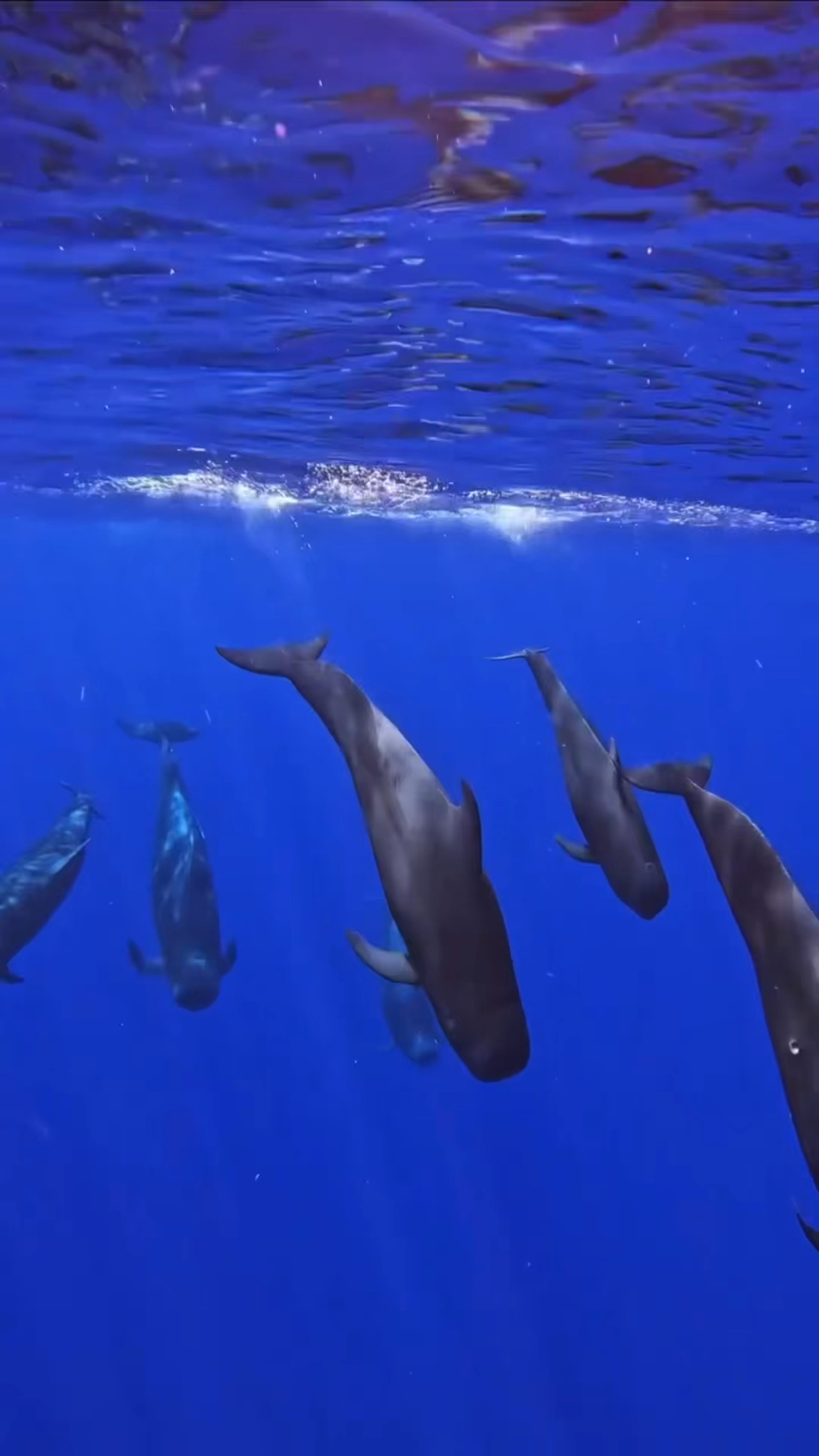 摄影师拍摄到海底群居的鱼,一群一群的太壮观了