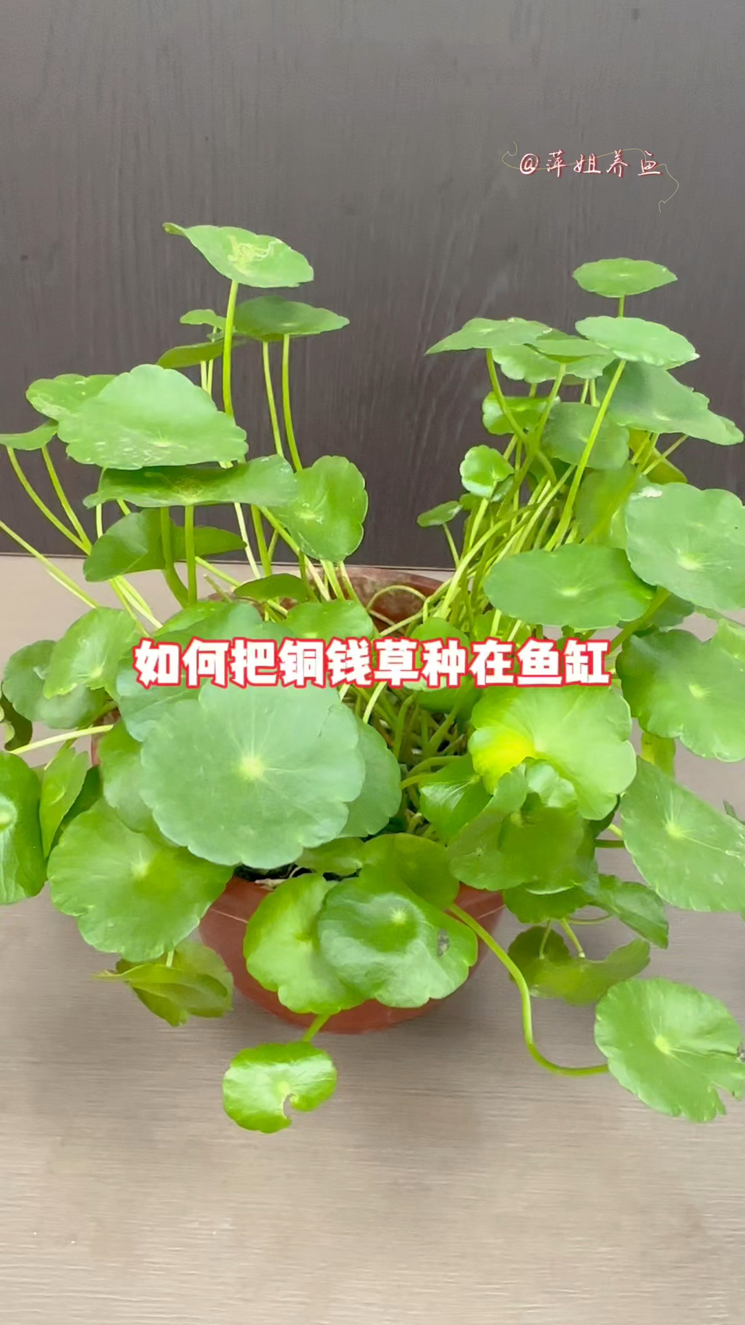 如何把铜钱草种在鱼缸#水族 #鱼缸里的大自然 #养鱼日记