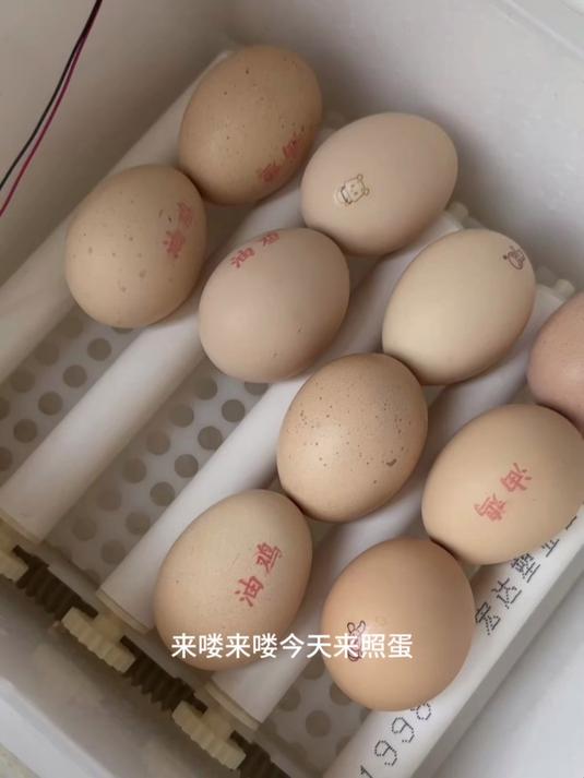 孵化小鸡之今天来照蛋