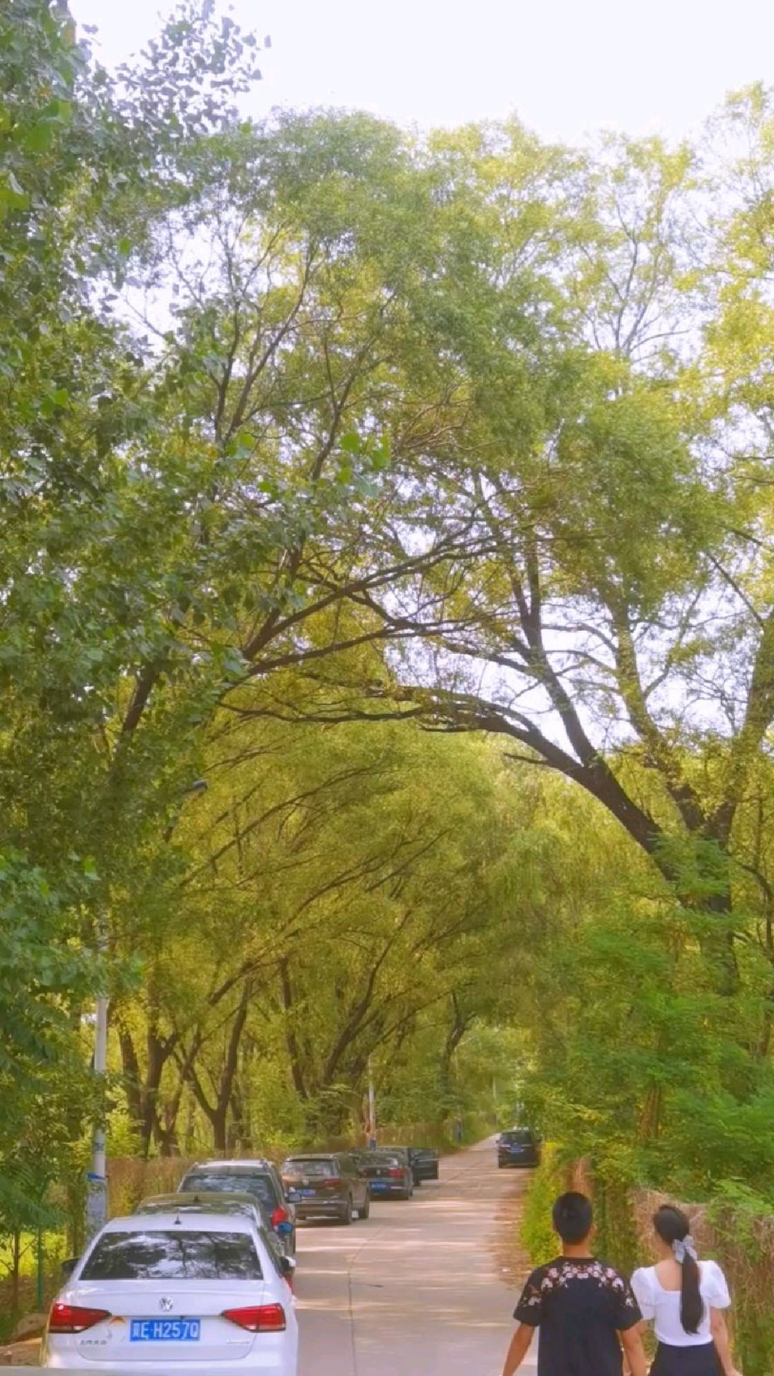 逍遥游,可见王维的诗意春山,李白的浪漫星河,王尔德的唯美童话......