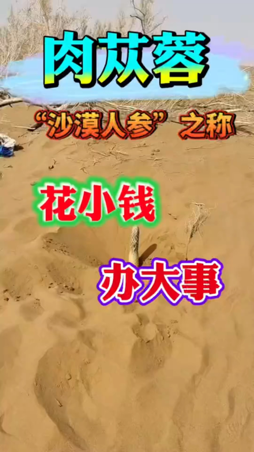 肉苁蓉的作用与功效您知道吗,收藏起来吧