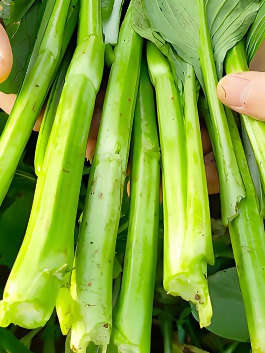四九菜心几月份播种最好?