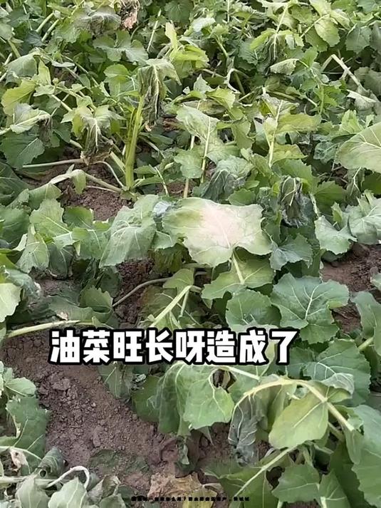 油菜第一遍药怎么用?防虫防病还增产,快试试!