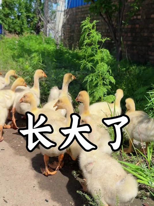 小鹅出壳一个月了