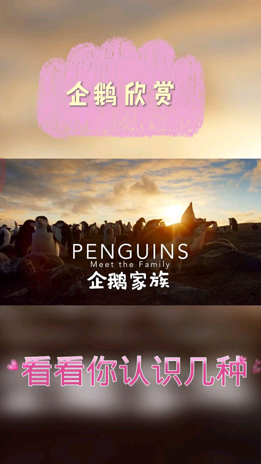 企鹅家族,18种