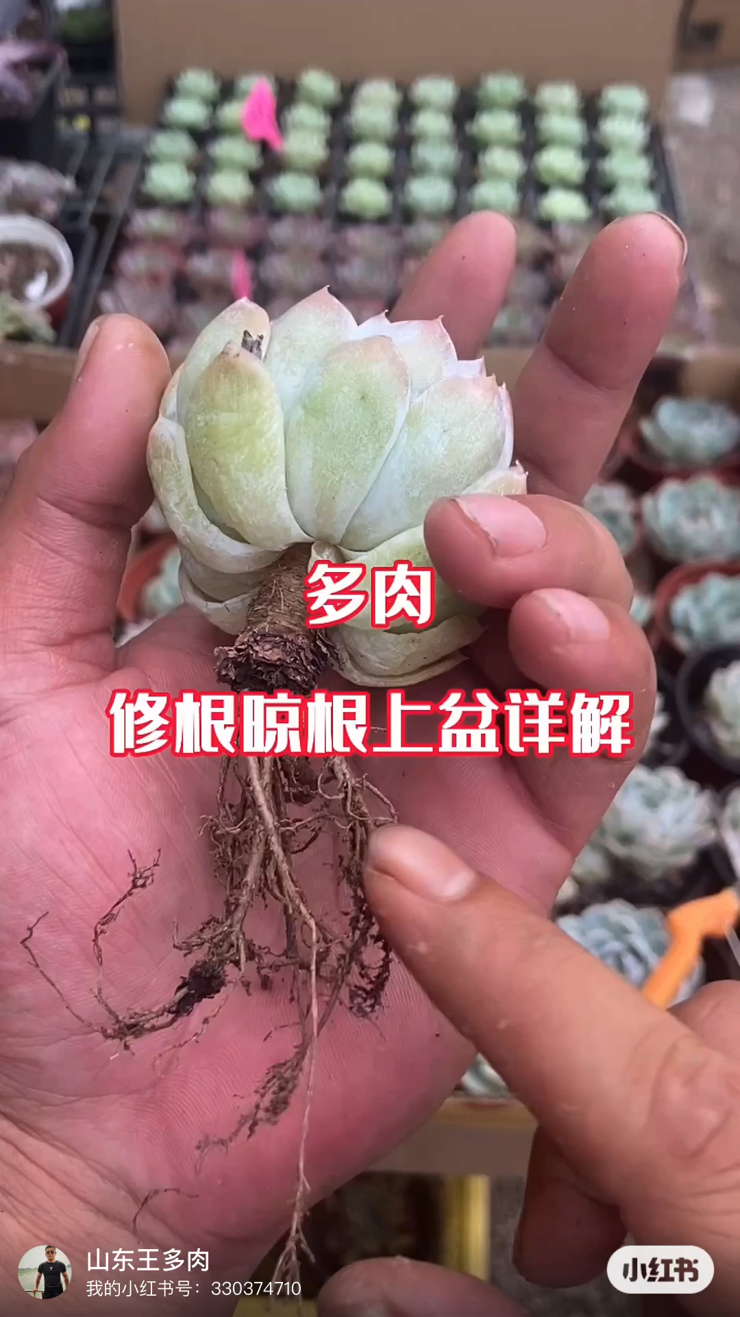 多肉为什么修根,怎么修根,怎么晾根,晾多久?