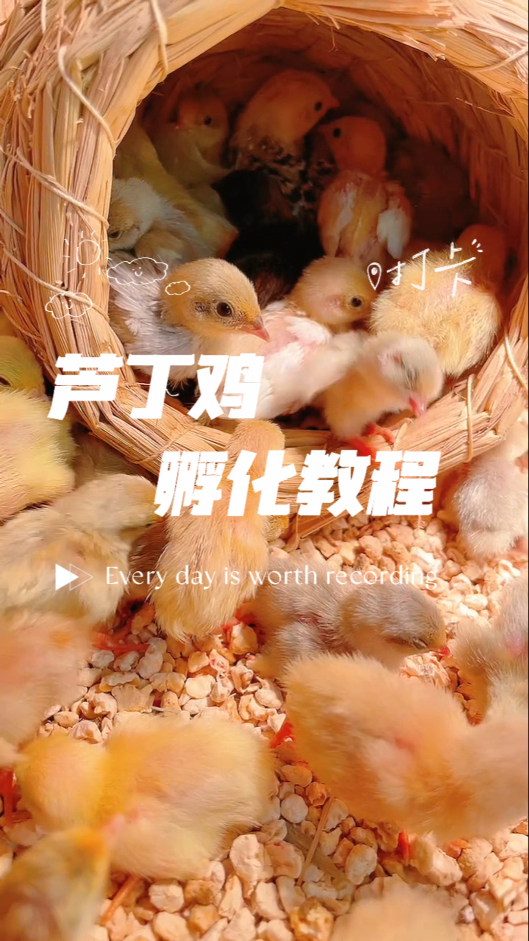 芦丁鸡孵化教程来啦