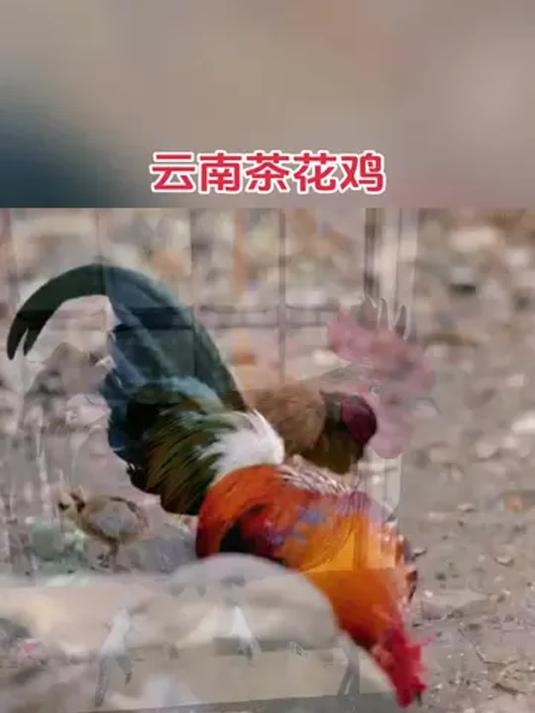 农村散养土鸡:茶花鸡养殖经验交流,干货满满!