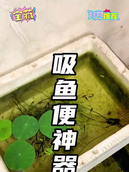 告别浑浊水质，吸便器轻松搞定鱼缸污物