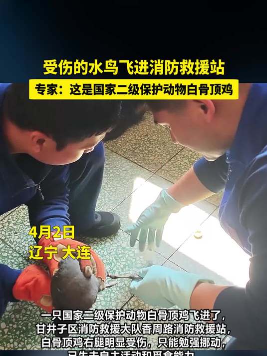 受伤的水鸟飞进消防救援站,专家:这是国家二级保护动物白骨顶鸡