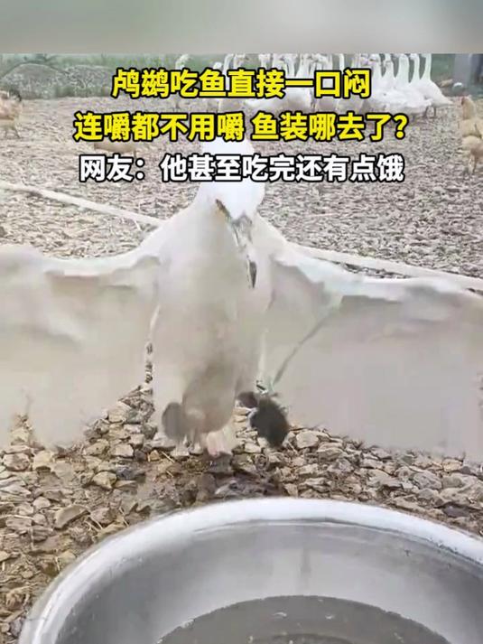 鸬鹚吃鱼直接一口闷 连嚼都不用嚼 鱼装哪去了?网友:他甚至吃完还有点饿