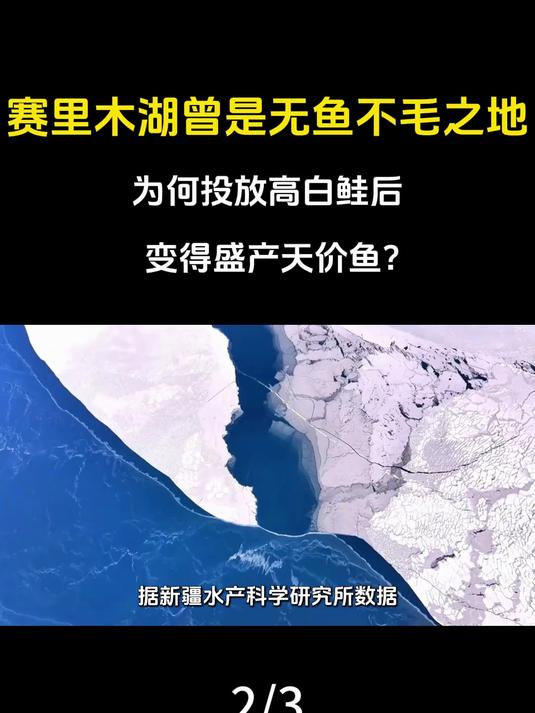 赛里木湖曾是无鱼不毛之地，为何投放高白鲑后，变得盛产天价鱼？