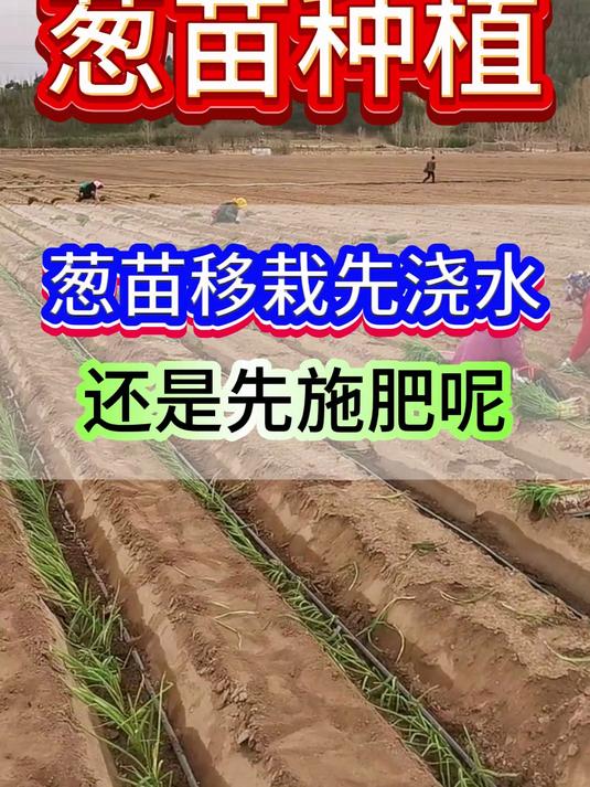 葱苗移栽先浇水,先施肥呢