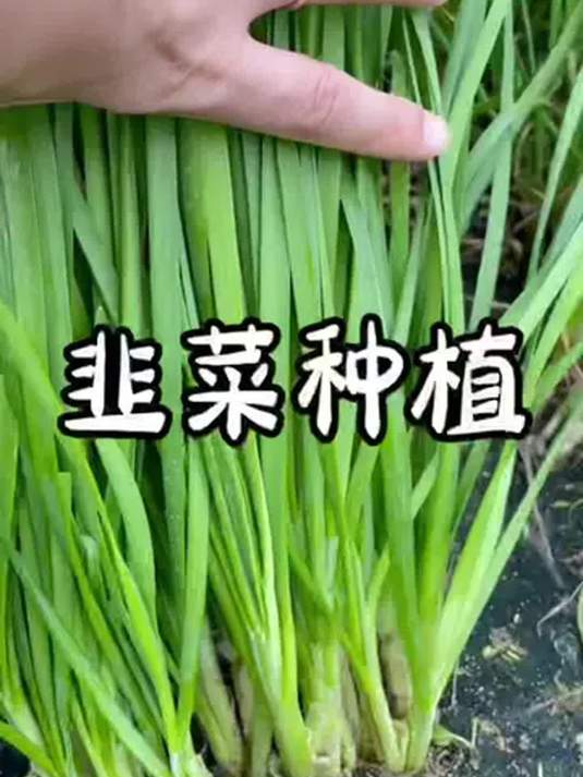 家庭种韭菜,用韭菜根超方便!快来学学咋种!