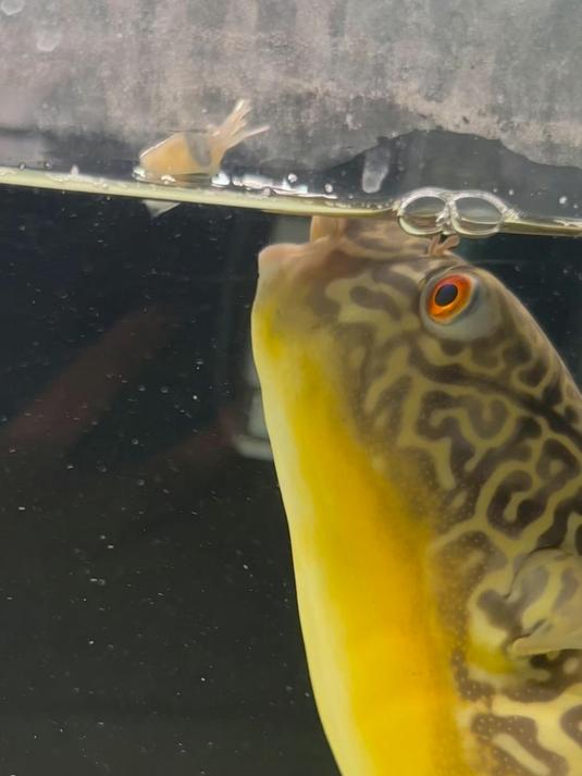 狗头鱼这个称呼其实是这个意思