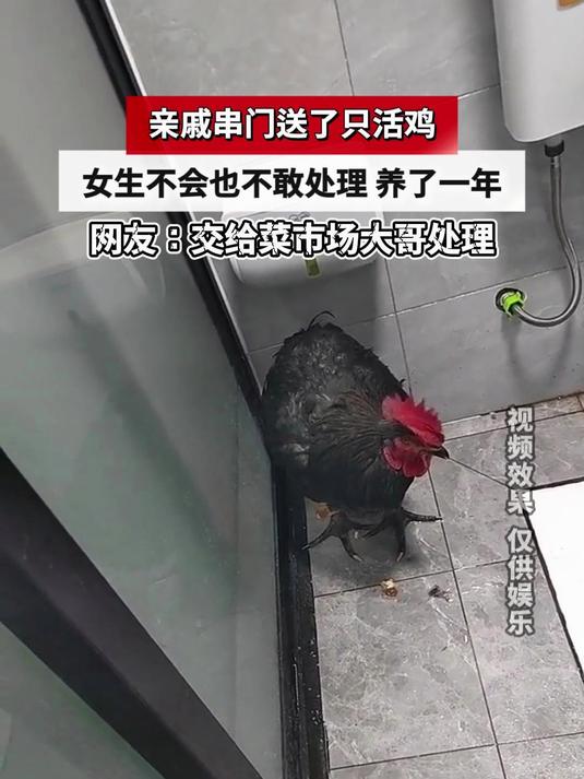 亲戚串门送了只活鸡,女生不会也不敢处理 养了一年