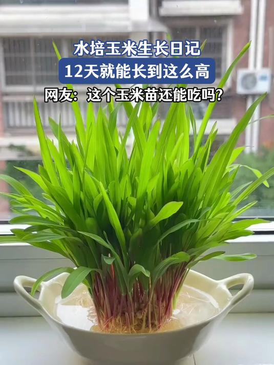 水培玉米生长日记,12天就能长到这么高,网友:能吃吗?