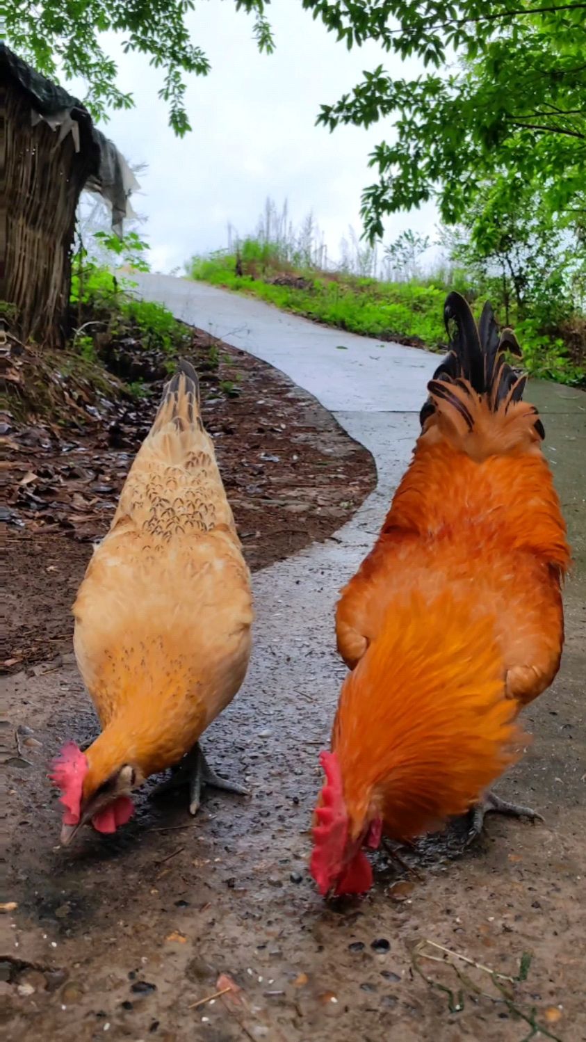 土公鸡喜欢上了这只漂亮的黄金大母鸡,俩鸡一起甜蜜玩耍