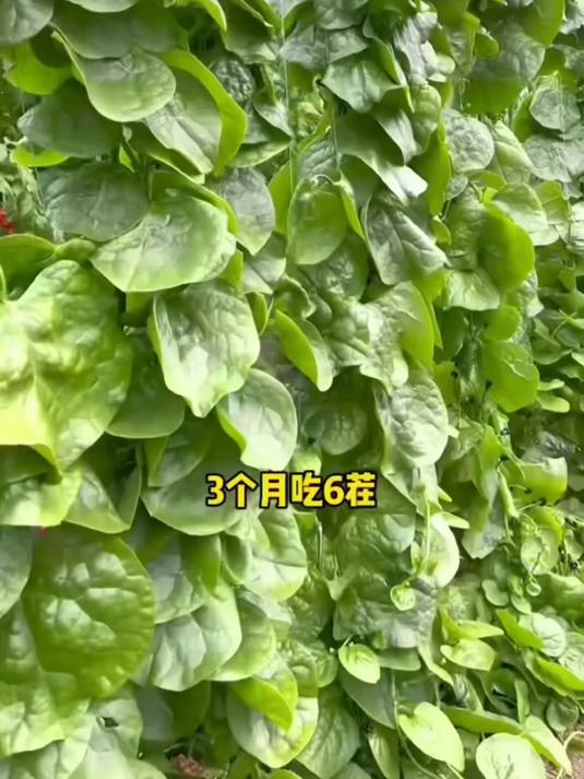 盆栽地栽两相宜,木耳菜种遇水就活,30天长满藤