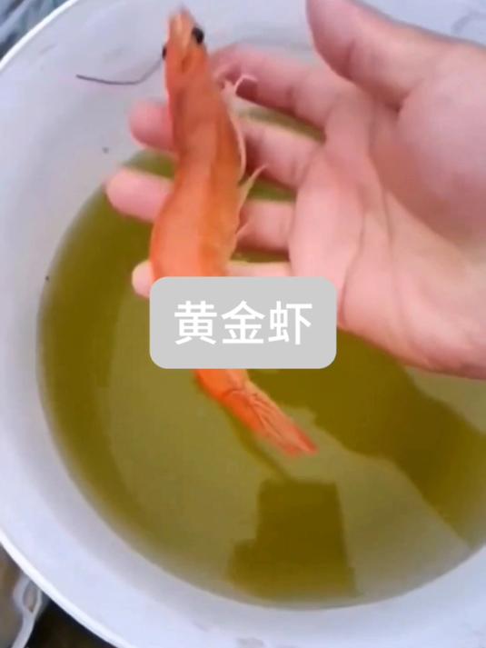 神奇!这么漂亮黄金虾,你见过吗?