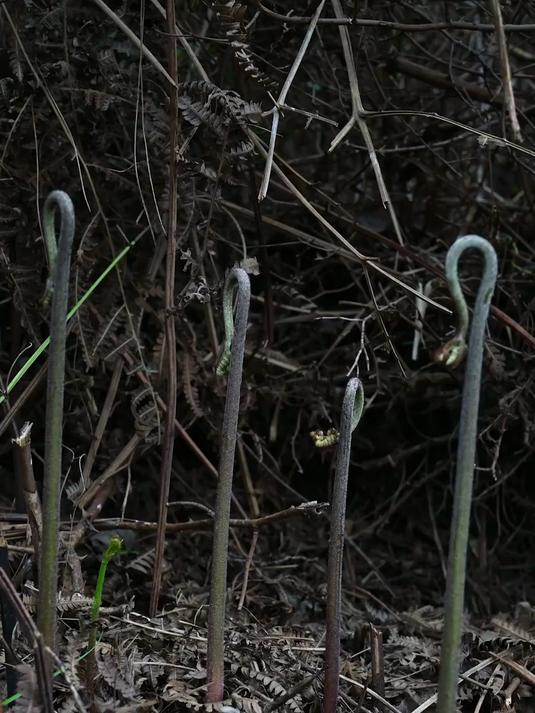 温柔的春风簌簌作响鲜嫩的蕨菜便长满了山岗这种“山菜之王”生得