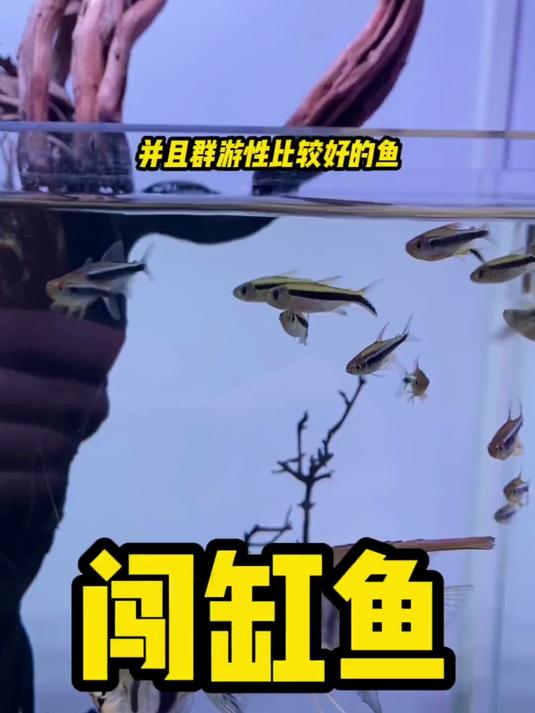 闯缸鱼闯缸啊,无奈不太合适
