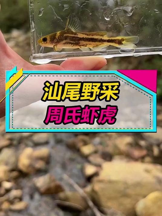 跟着绝户龙去野采，周氏虾虎挺好看~