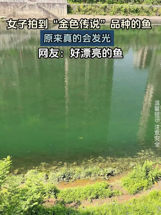 女子拍到“金色传说”品种的鱼,原来真的会发光
