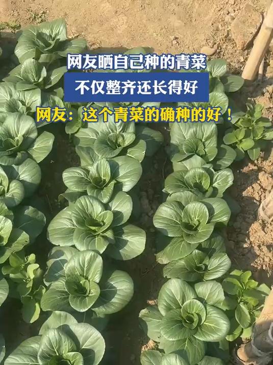 网友晒自己种的青菜,不仅整齐还长得好