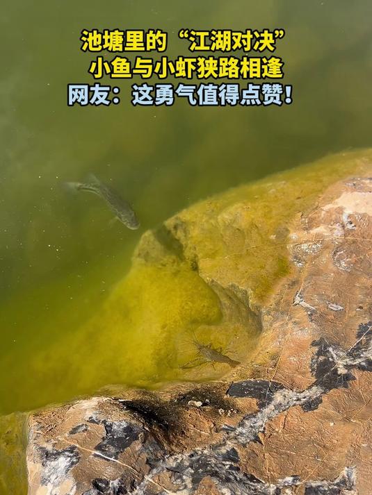 池塘里的“江湖对决”,小鱼与小虾狭路相逢!