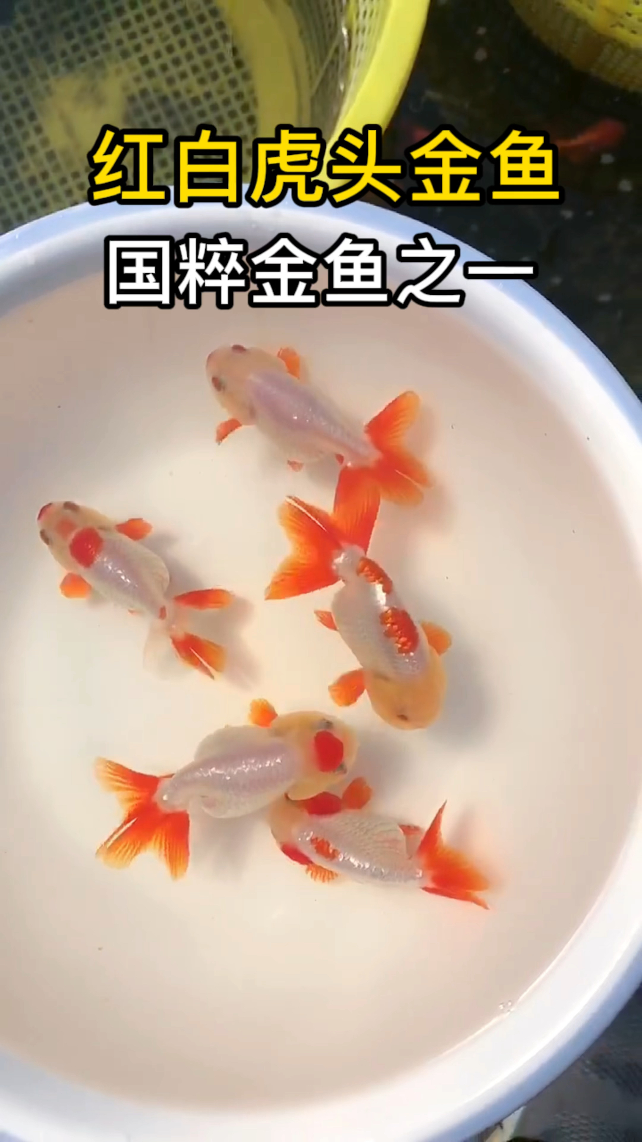 红白虎头金鱼,国粹金鱼之一