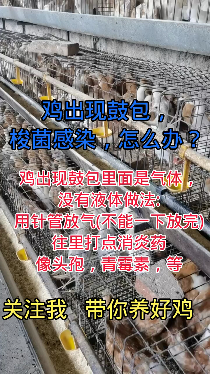 鸡出现鼓包怎么办