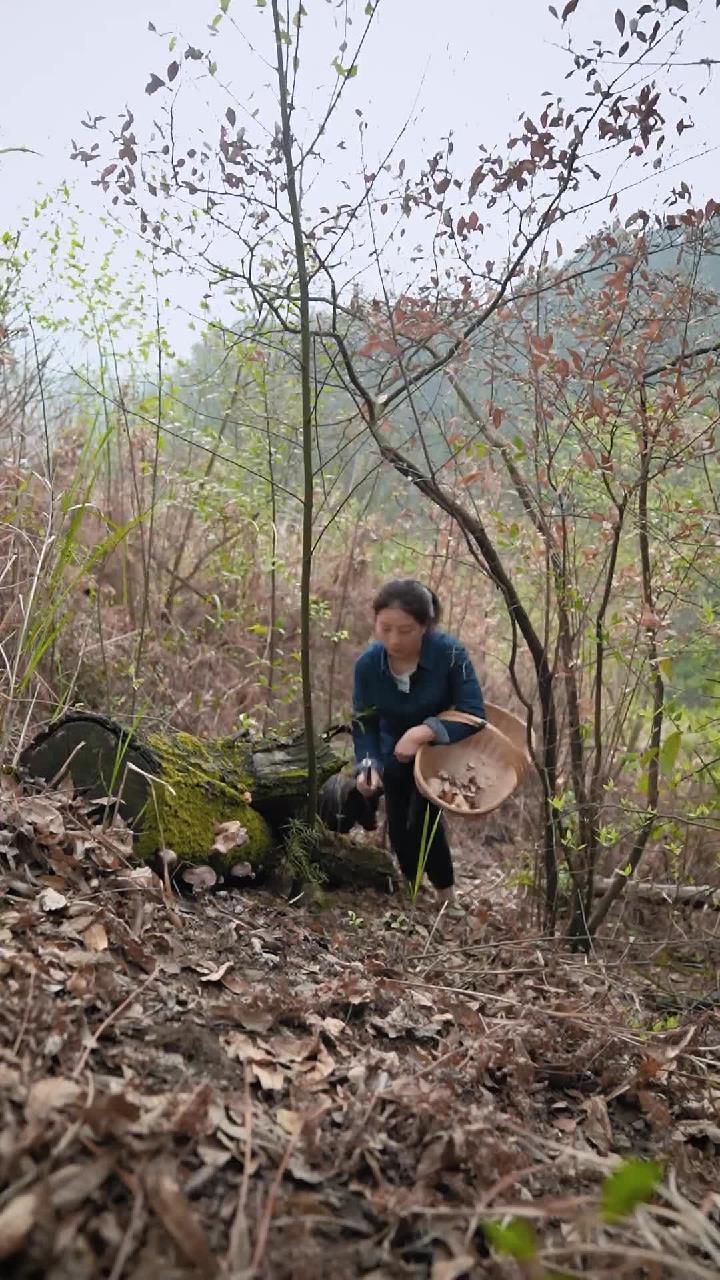 大山里的这种野生香菌,用来炖鸡汤安逸得很,味太鲜啦
