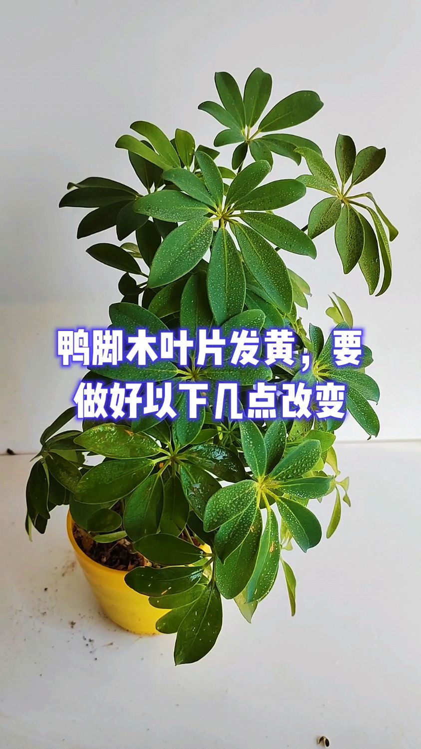 鸭脚木叶片发黄,要做好以下几点改变