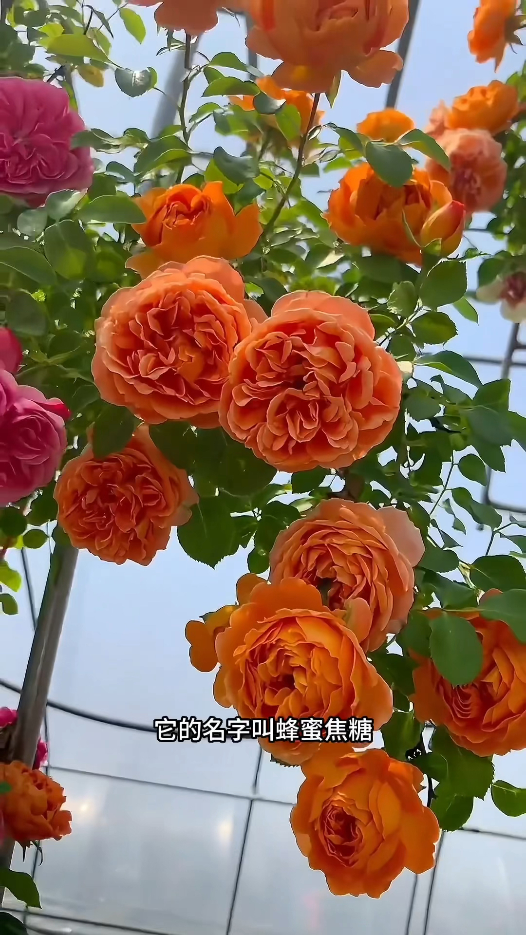 藤本月季蜂蜜焦糖花量多花期长比较能开的一款
