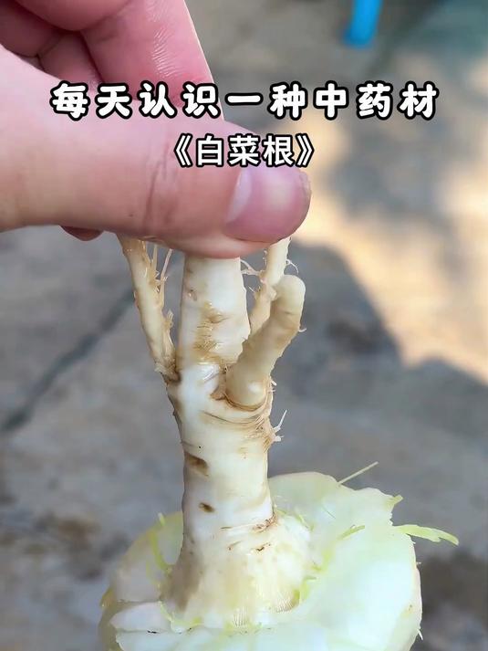 平时丢弃的白菜根,居然也是大用处,你知道它有哪些妙用吗