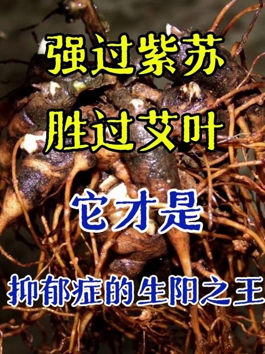 强过紫苏胜过艾叶,它才是抑郁症的生阳之王