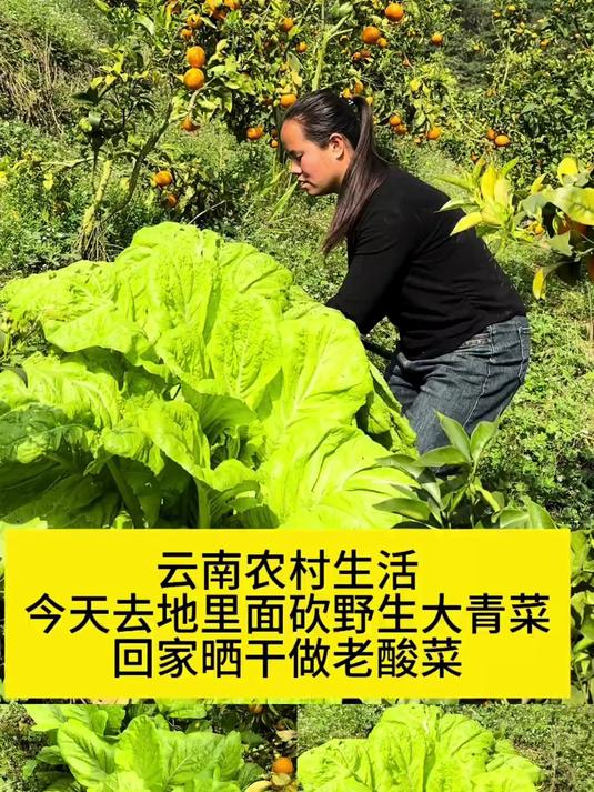 去地里面砍野生大青菜回家晒干做老酸菜